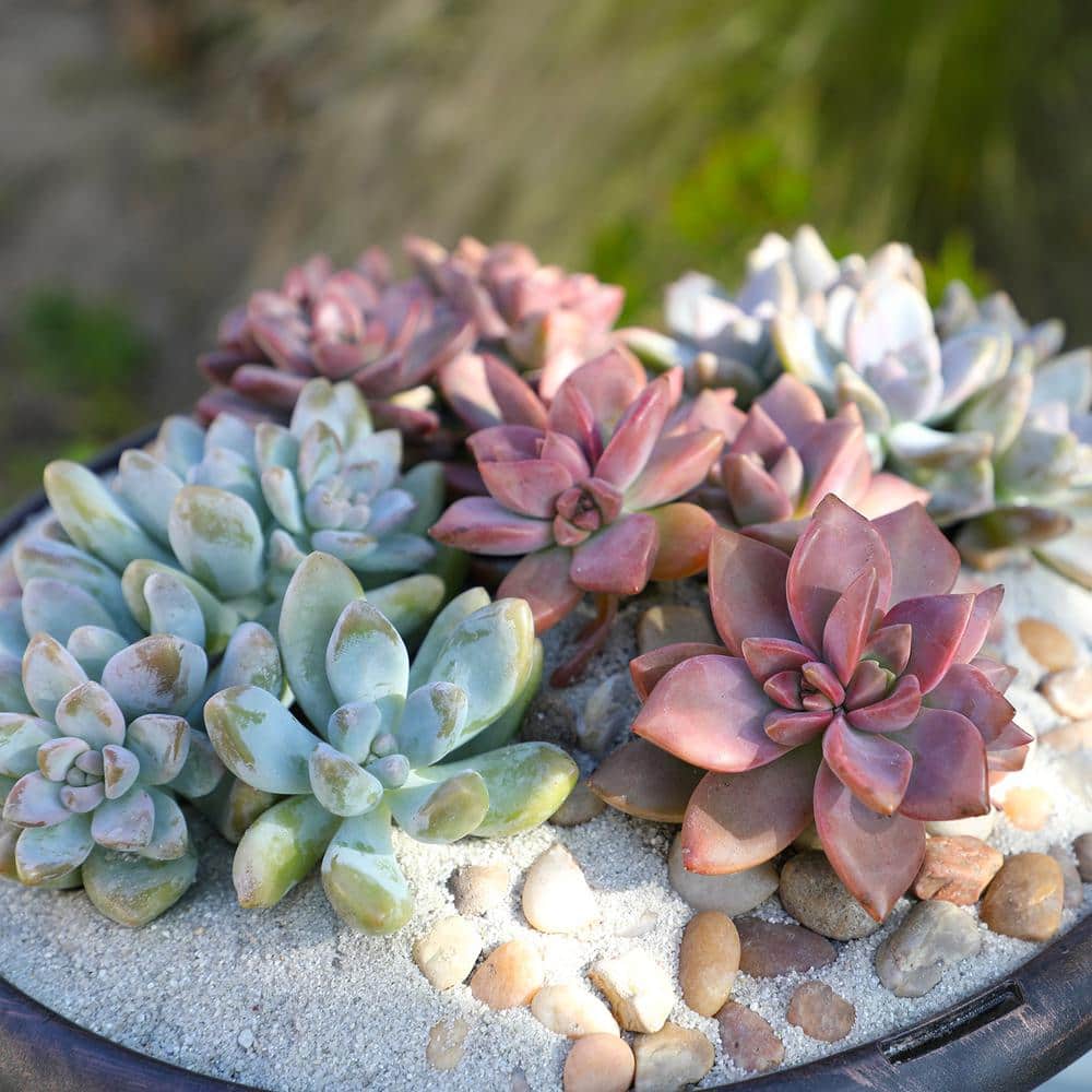 Large Assorted Color Graptosedum Succulent 4-Pack