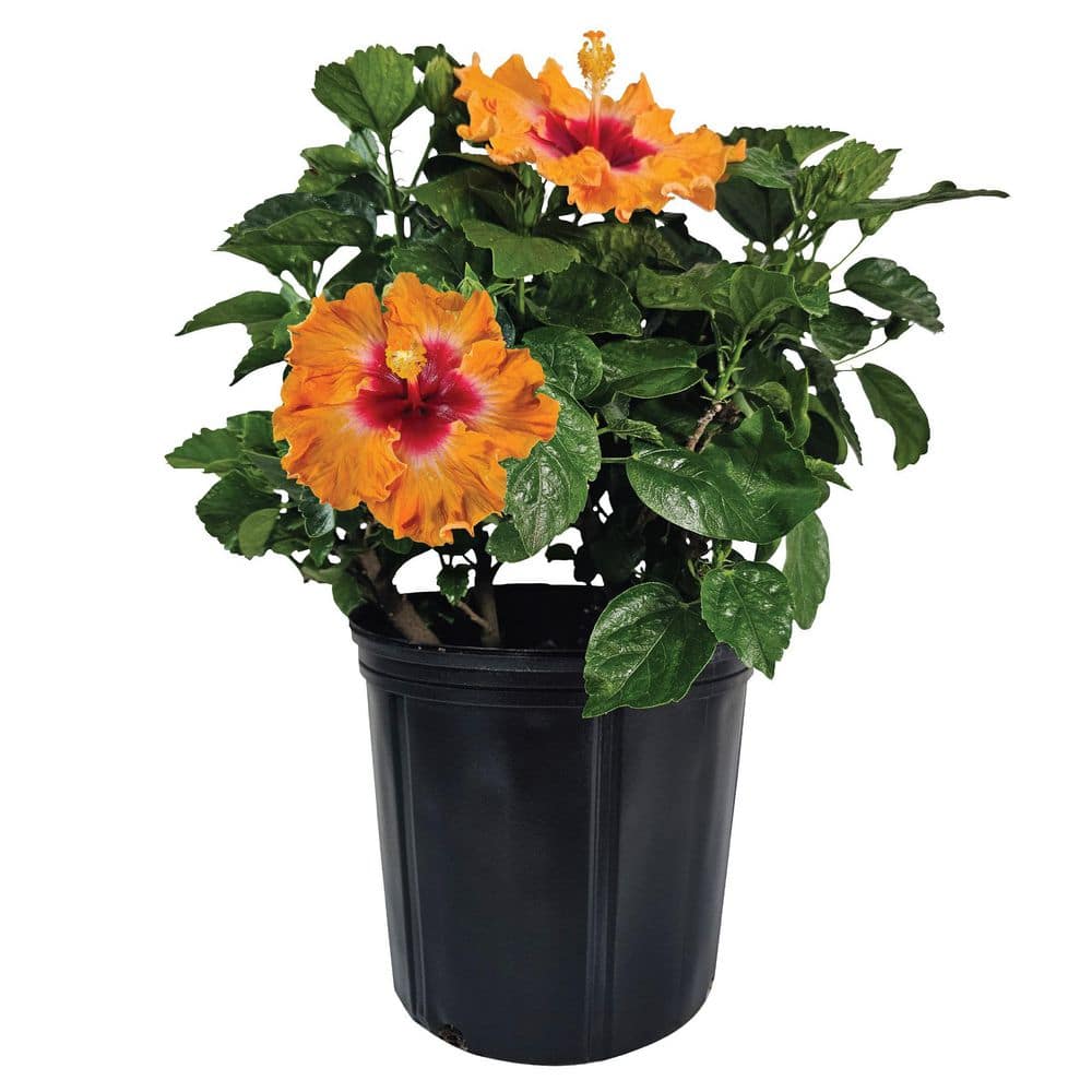 NATURE'S WAY FARMS 1.72 Gal. Orange Fire Hawaiian Hibiscus