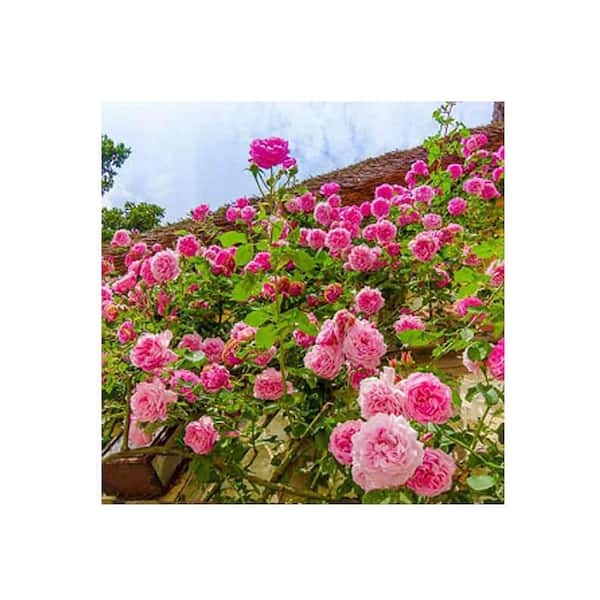 Lovely Rose Climber or Trimmed as a Center Piece Pink Aloha Climbing Rose Live Plant Gift 2 Gal Size