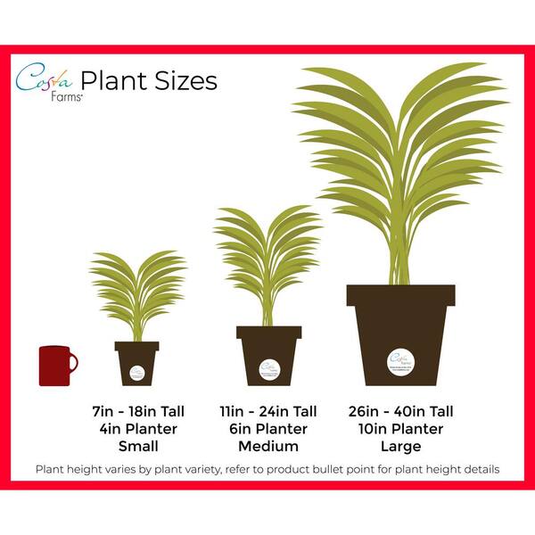 Costa Farms 10in Fresh Norfolk Island Pine In Red Decor Pot 10norfolkpine The Home Depot