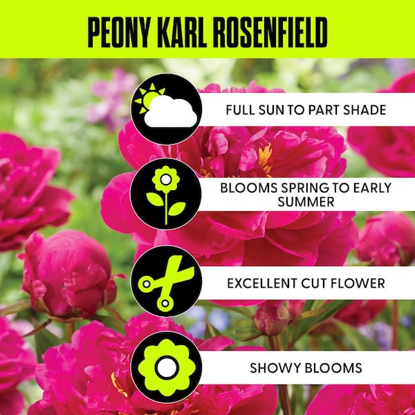 Peonies Bulbs Karl Rosenfield (Set of 3 Roots)