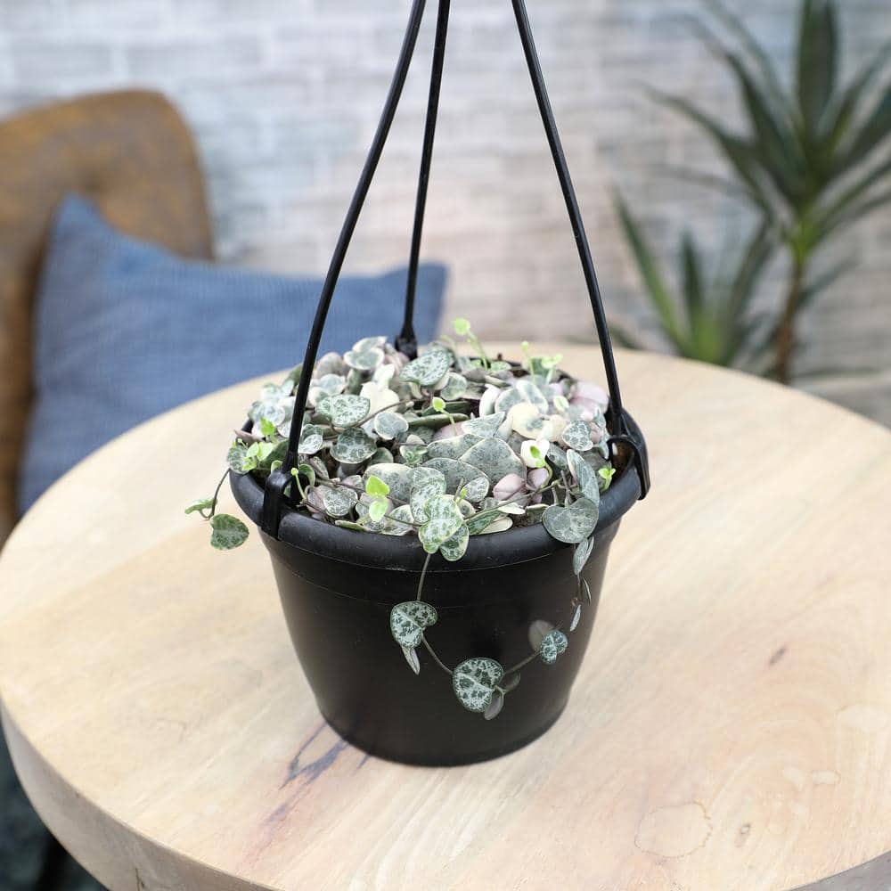 Variegated String of Hearts in Black Hanging Pot