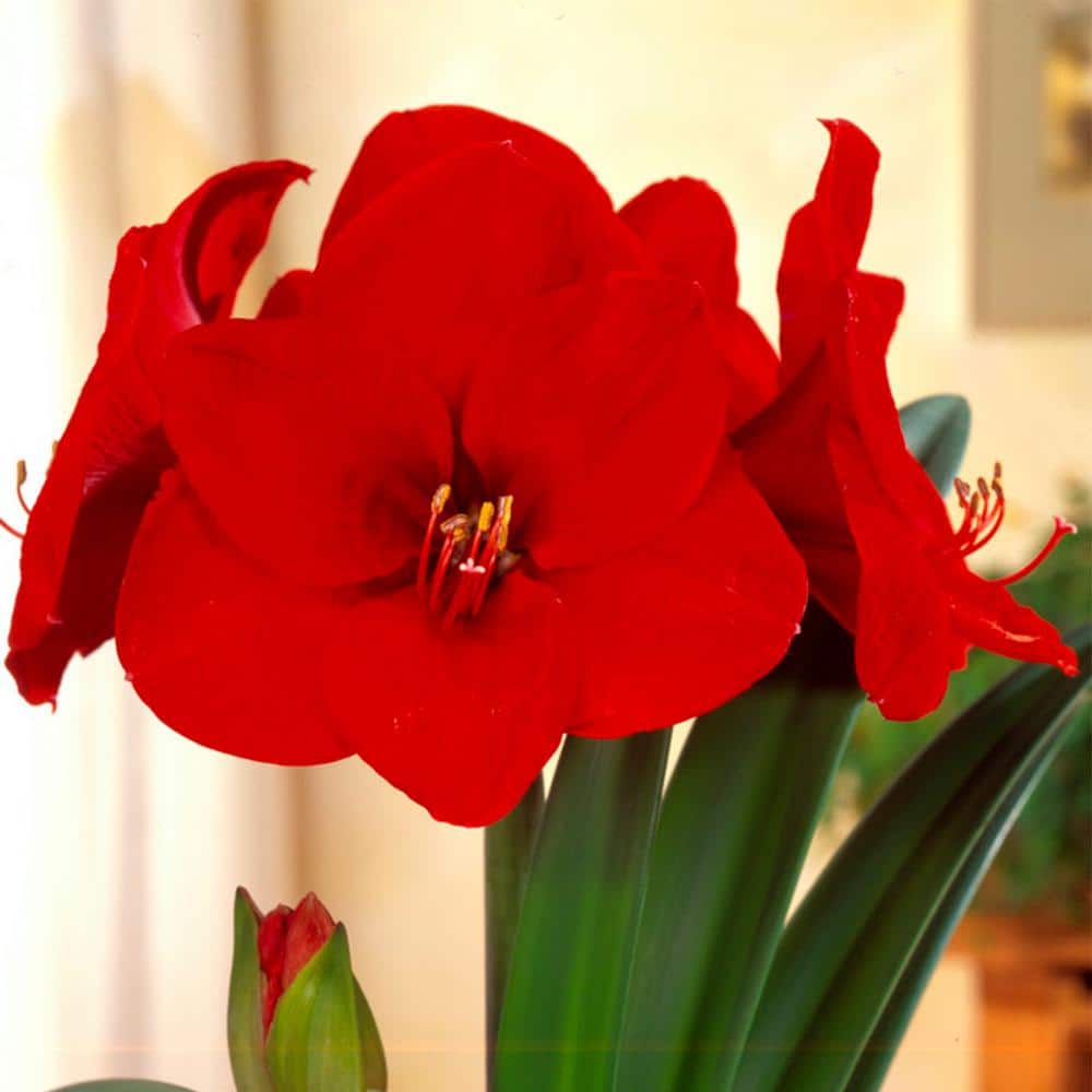 VAN ZYVERDEN Amaryllis Sweet Valentine 1 Bulb 88417 - The Home Depot, image size:1000x1000