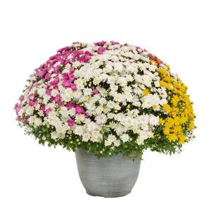 3 Gal. Quartzite Planter Purple, White and Yellow Mum Chrysanthemum Perennial Plant (1-Pack)