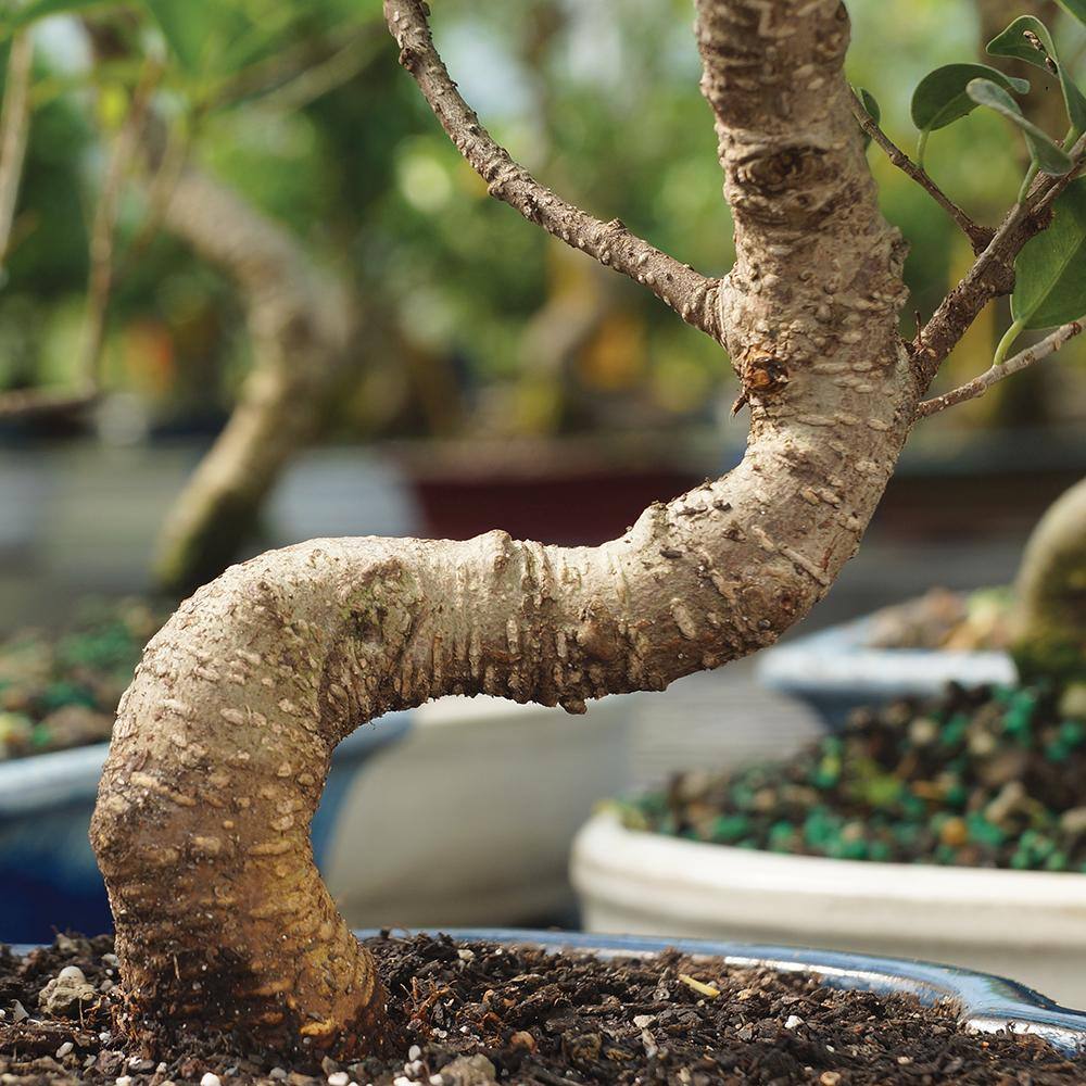 Small Indoor Golden Gate Ficus Bonsai in Ceramic Pot