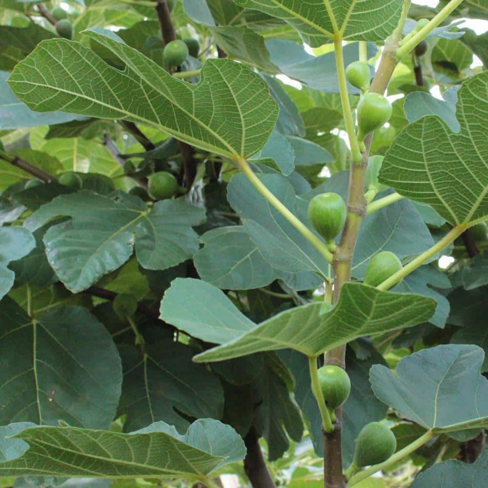 Dwarf Fignomenal Fig Tree in Quart Container