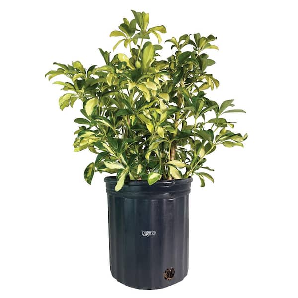 NATURE'S WAY FARMS Arboricola Trinette Live Outdoor Plant in Growers Pot Average Shipping Height 2-3 Ft. Tall