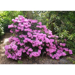 1 Gal. PJM Compact Rhododendron Shrub Profuse Lavender Blossoms Light Up Across Green Foliage Very Cold Hardy