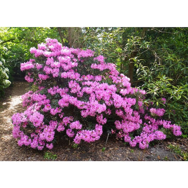 1 Gal. PJM Compact Rhododendron Shrub Profuse Lavender Blossoms Light Up Across Green Foliage Very Cold Hardy