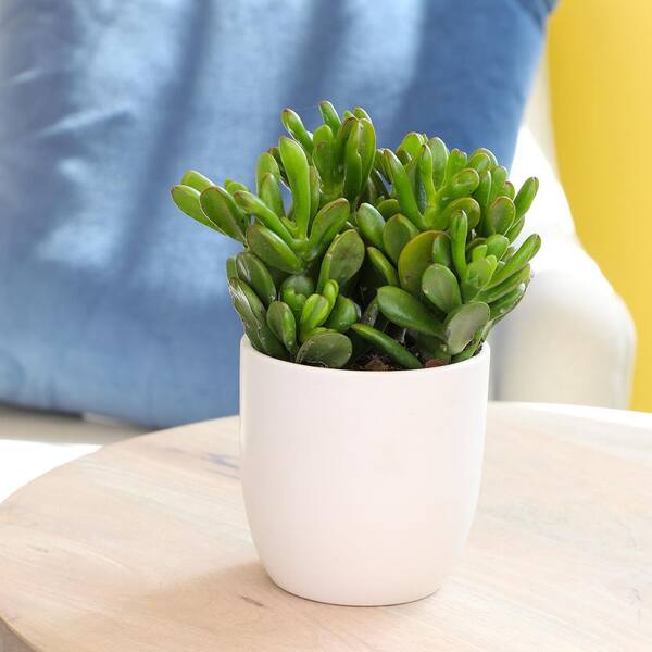 SMART PLANET 1G Crassula Ovata Gollum (Jade Plant) 0880127 - The Home Depot