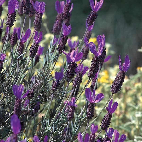 ALTMAN PLANTS 5.67 Gal. Spanish Lavender Perennial Plant with Purple Flowers
