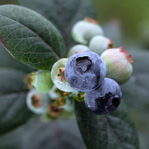 BUSHEL AND BERRY 2 Gal. Bushel and Berry Pink Icing Blueberry Live Plant