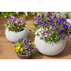 6 in. Purple Pansy Annual Plant (2-Pack)
