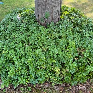Pachysandra Ground Cover, Dormant Bare Root Perennial Starter Plant (1-Pack)