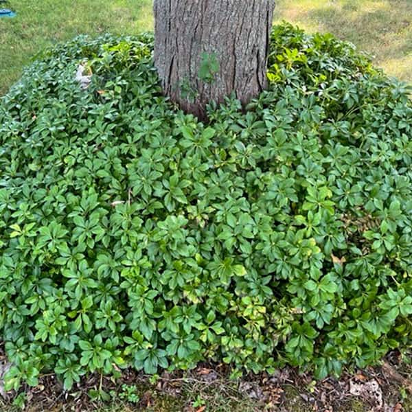 Breck's Pachysandra Ground Cover, Dormant Bare Root Perennial Starter Plant (1-Pack)