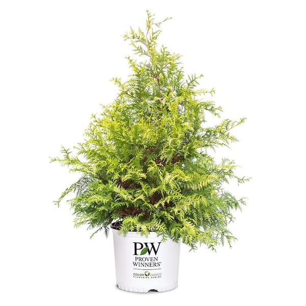 PROVEN WINNERS 2 Gal. Soft Serve Gold False Cypress Shrub with Yellow-Gold Foliage