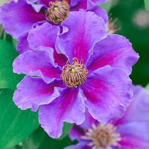 Ashva Clematis Vine Live Bareroot Perennial Plant with Purple Blooms (1-Pack)