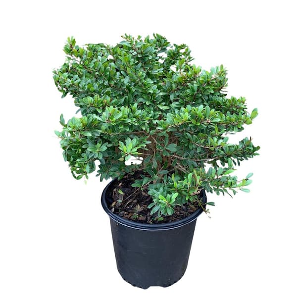 3 Gal. Little John Dwarf Bottlebrush Shrub With Red Flowers