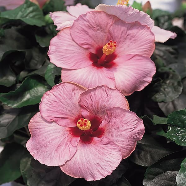 BELL NURSERY 1.81 Qt. #6 Hibiscus Shrub with Pink Flowers