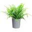 https://images.thdstatic.com/productImages/06464494-e87a-42b5-abd0-2de8ed4a4937/svn/costa-farms-house-plants-co-mf10-3-cyl-64_65.jpg