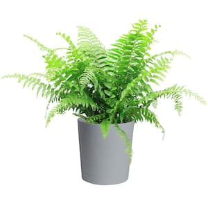 1 Gallon Tropical Plants of Florida Kimberly Queen Fern 15 inches to 18 inches Plant Height 6 inch Planter Pot 