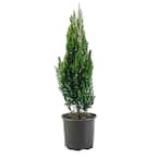 2.25 Gal. Blue Point Juniper Plant with Blue-Green Foliage