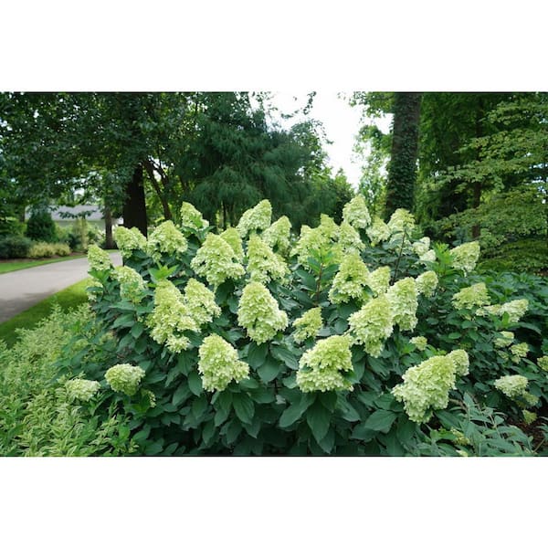 Priming Hydrangea PROVEN WINNERS 2 Gal. Limelight Prime Hydrangea Live Flowering Shrub ...