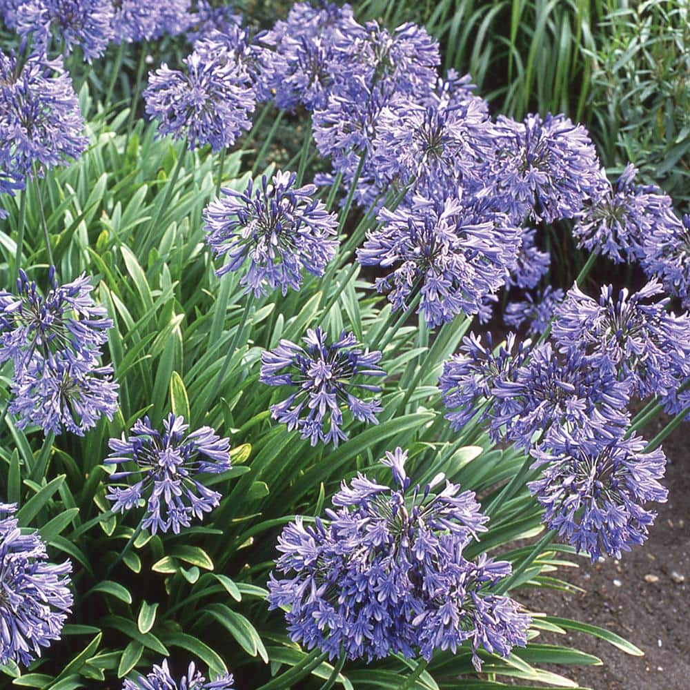 EVERDE GROWERS  qt. Agapanthus Peter Pan - Perennial 255009 - The Home  Depot