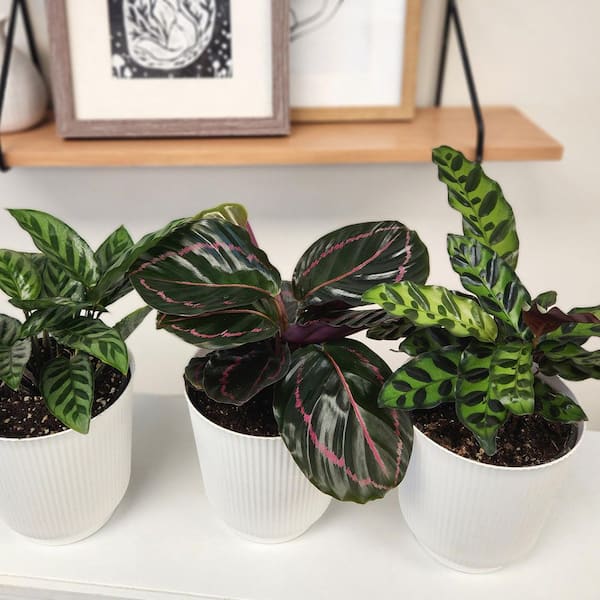 Pet Friendly Calathea Plant Decor (3-Pack), Live Indoor Plants, Approx 9 in. Tall, Real Houseplants, 4.25 in. White Pots