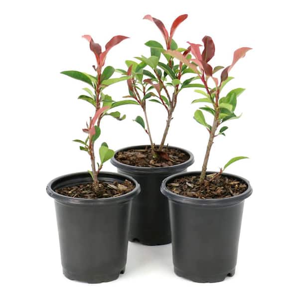 prosta plant erfahrungen Prosta PLUS Kapseln – 14 Inhaltsstoffe extra für Männer – plantomol main image 0