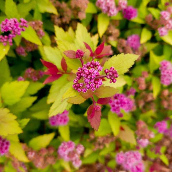 1 Gal. Rainbow Fizz Spirea (Spiraea) Live Shrub, Red Berries to Pretty Pink Flowers