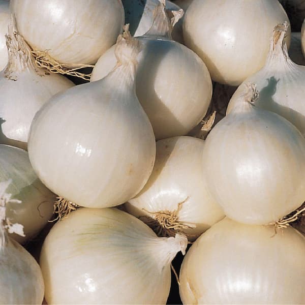 Onion, Gladstone Seed Pack