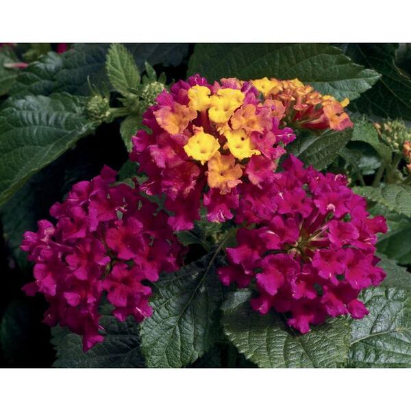 PROVEN WINNERS Bandana Cherry (Lantana) Live Plant, Deep Pink Flowers with Yellow-Orange Sections, 4.25 in. Grande