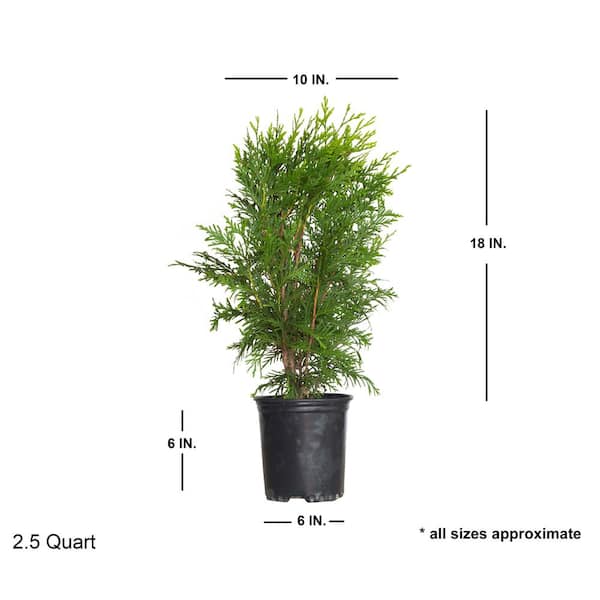 FLOWERWOOD 2.5 Qt. Thuja Green Giant Arborvitae Evergreen Tree