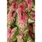 4.5 in. Quart Heart to Heart , Heart and Soul (Caladium) Live Plant, Red Foliage