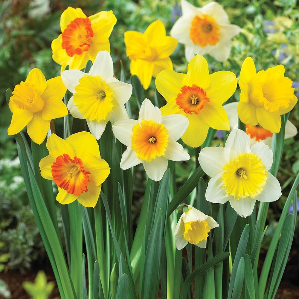 VAN ZYVERDEN Daffodils Trumpet and Cupped Mixture Bulbs (Set of 15 ...