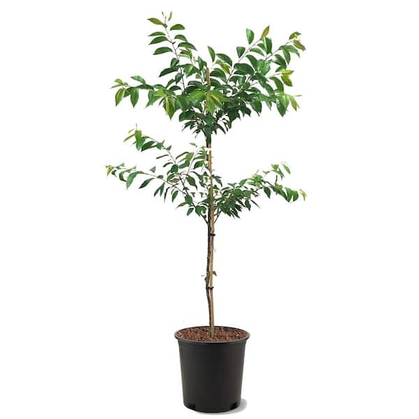 5 Gal. Kwanzan Flowering Cherry Tree with Pink Blossoms