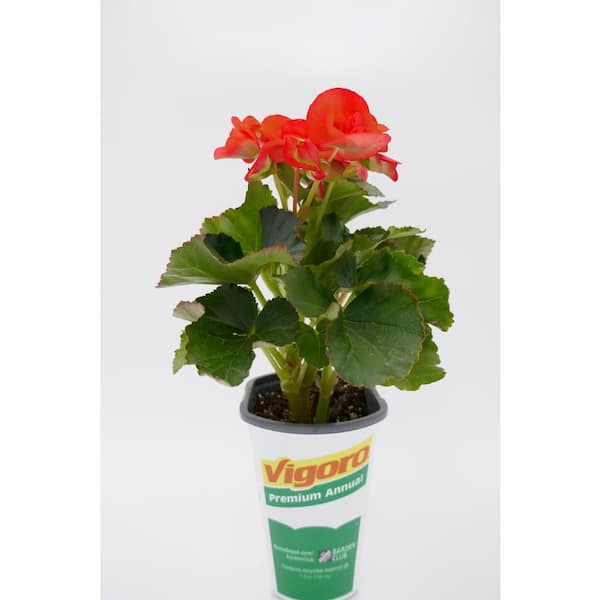shampoo ginger plants Awapuhi Ginger | Live Plant main image 1