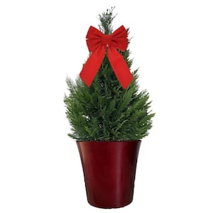 3 Gal. Leyland Cypress Evergreen Shrub with Green Foliage in a Decorative Pot with Bow