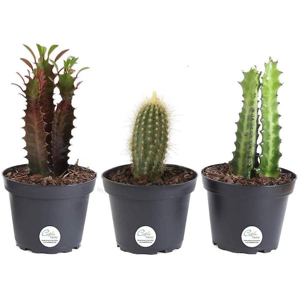 Costa Farms Euphorbia Indoor Cactus in 4 in. Grower Pot, Avg. Shipping Height 8 in. Tall (3-Pack)
