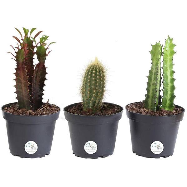 7 to 10-Inches Tall Fresh From Our Farm Costa Farms Euphorbia Cactus Cactus Décor 3-Pack Assortment Ships in Grower Pot Live Indoor Plants 