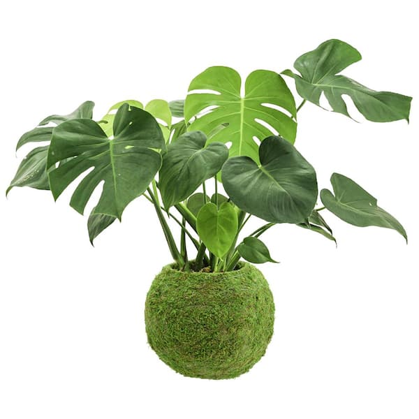 https://images.thdstatic.com/productImages/065694d5-6e44-40cf-92ba-36abbf8770d7/svn/green-arcadia-garden-products-plant-pots-ko04-2-44_600.jpg
