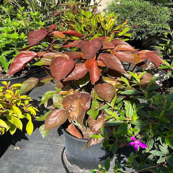 OnlinePlantCenter 3 Gal. Red Copper Plant Non Flowering Shrub ACAL101G3