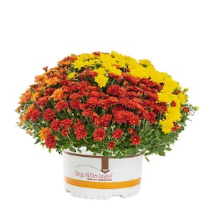 1.5 Gal. Orange, Red, Yellow Drop N Decorate Mum Chrysanthemum Mix Perennial Plant (1-Pack)