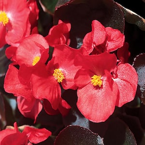10 in. Bronze Leaf Red Begonia Plant (12-Pack)