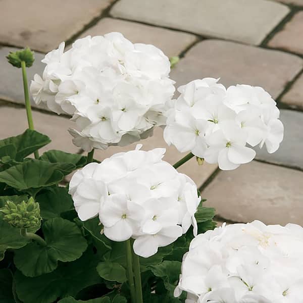 Unbranded 4 in. White/Cream Geranium Seed