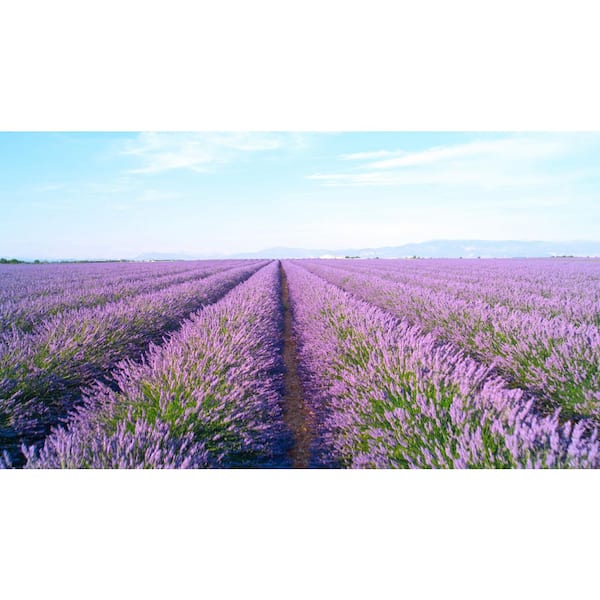 Organic English Lavender Seed (1-Pack)