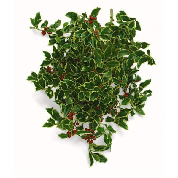 24 in. Variegated Holly Boughs Freshly Cut From Pacific Northwest (5-Pack)
