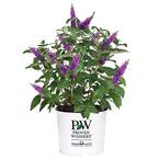 2 Gal. Miss Violet Buddleia Shrub with Dark Purple-Violet Flowers