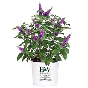 2 Gal. Miss Violet Buddleia Shrub with Dark Purple-Violet Flowers